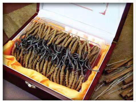 大同冬虫夏草回收